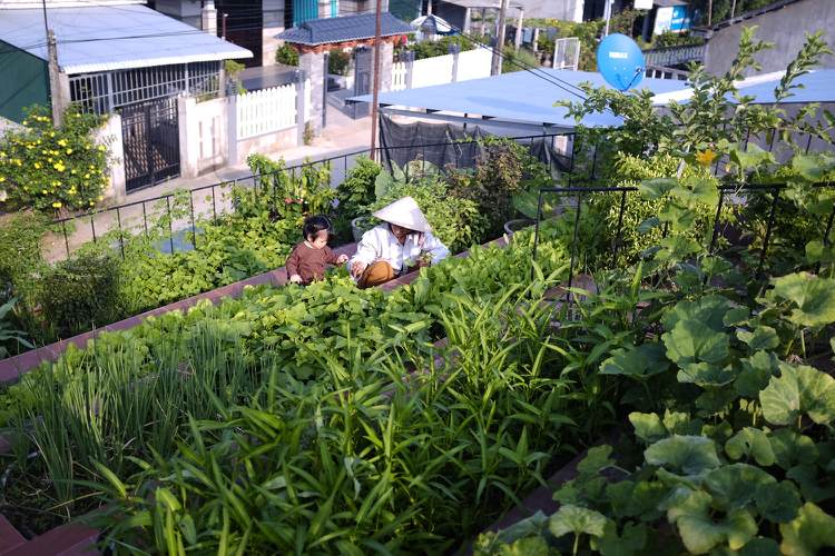 Plantera flera nivåer av växter i rabatter och krukor på taket i grönsaksträdgården