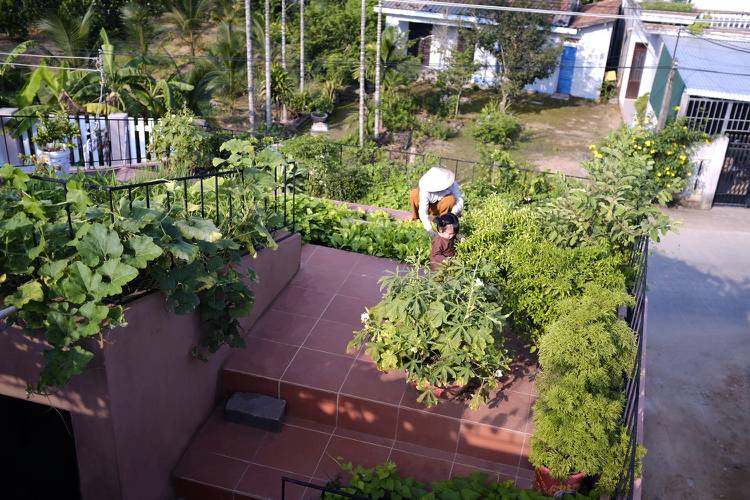 Plantera takterrassen, skapa en grönsaksträdgård och trädgårdsidé för stadsvillor utan trädgård