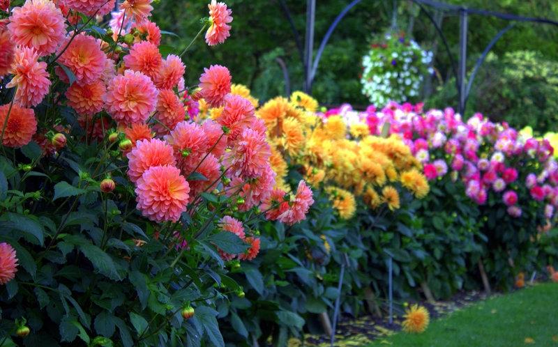 Dahlia-växter-gräsmatta-kant-idéer-blommar