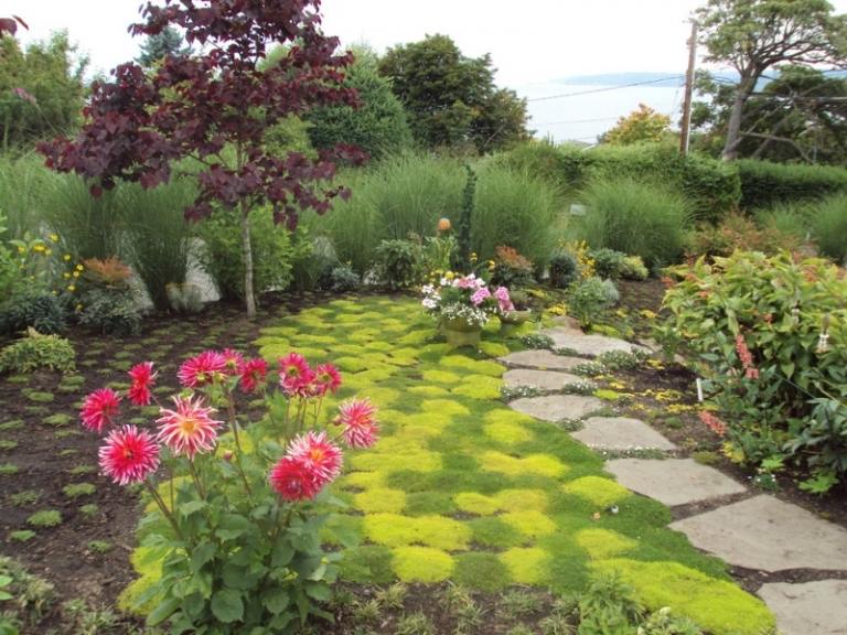 Dahlia-växter-rosa-blommor-trädgård-stig-soligt-läge