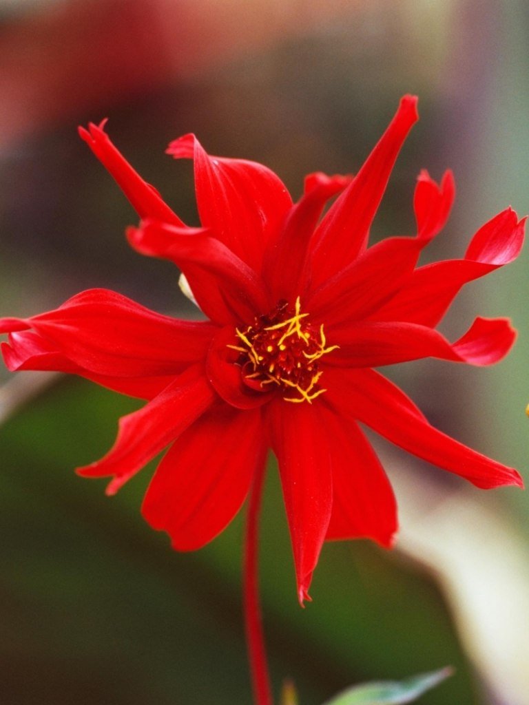 Dahlia-växter-röda-blommor-cultivar-trasiga-robin