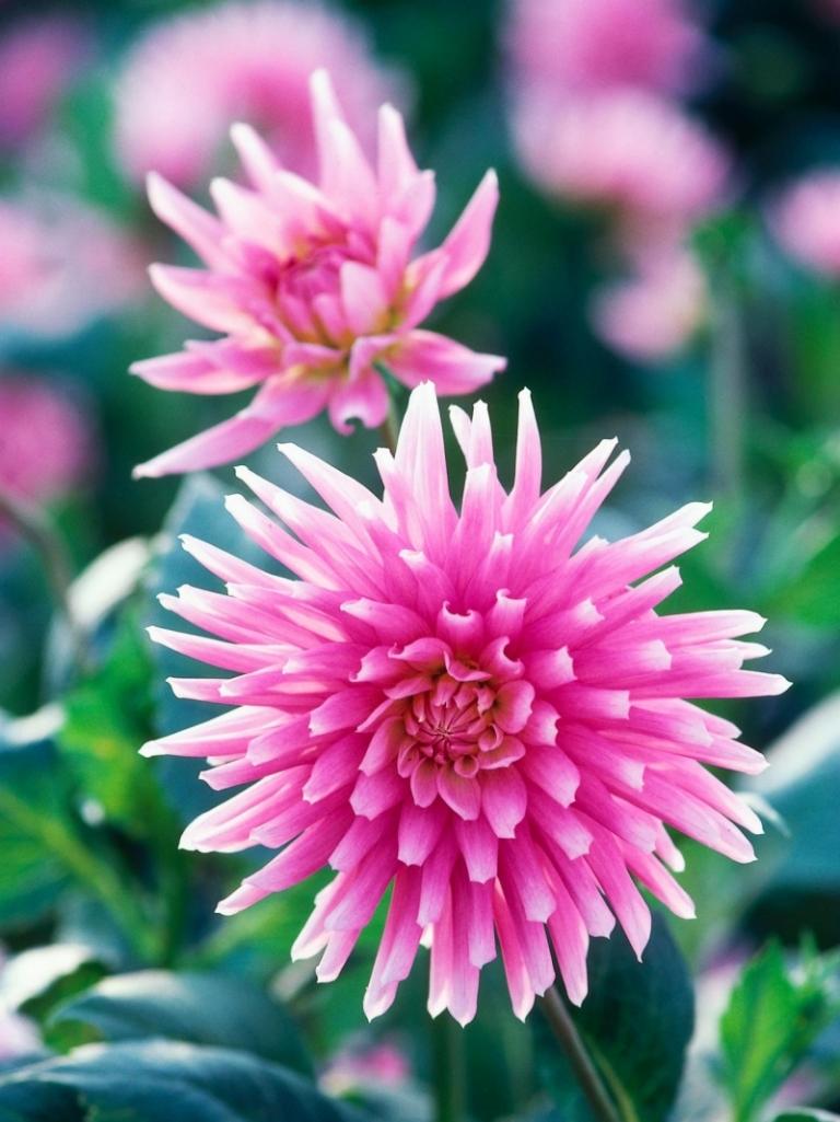 Dahlia-växter-rosa-blommor-prinsessa