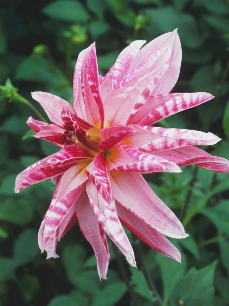 Dahlia-växter-rosa-blommor-sort-rosa-giraff