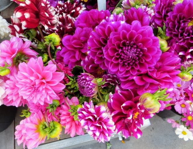 dahlior sommarblomstrare lila rosa sorter tips växtvård