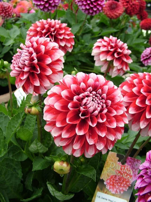 dahlior blommor sommar trädgård växter vård