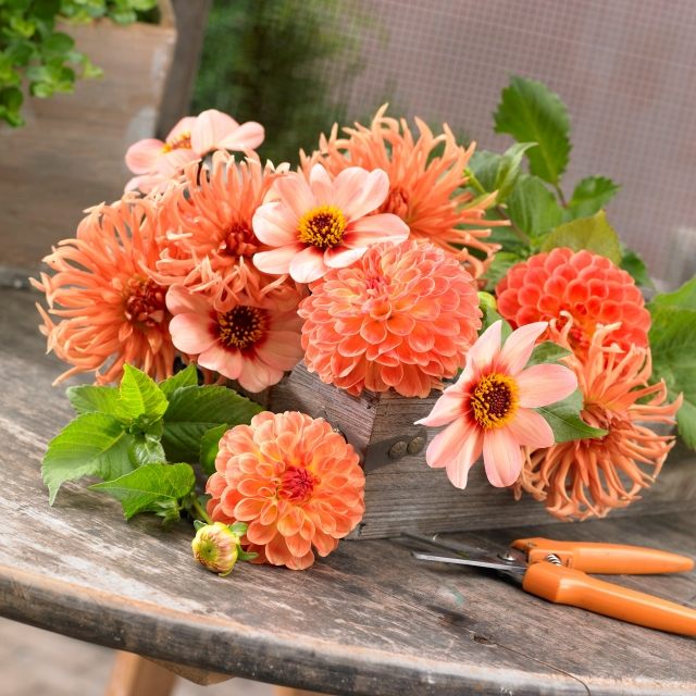 dahlia tips växtvård snittblommor apelsin nyans