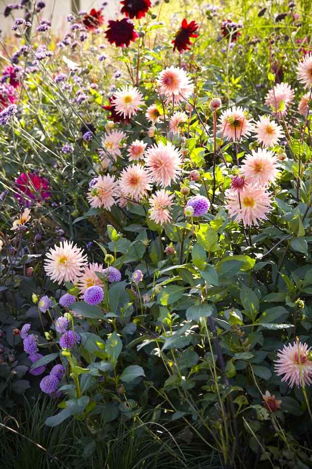 dahlia tips plantera vård trädgård ljusrosa