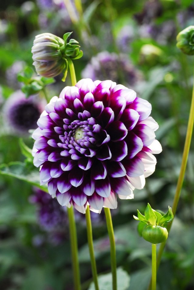 dahlia tips växtvård lila vit blomma