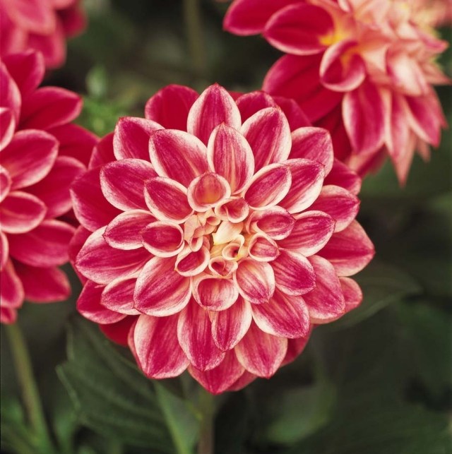 dahlia tips planterar trädgård Dahlietta Louise