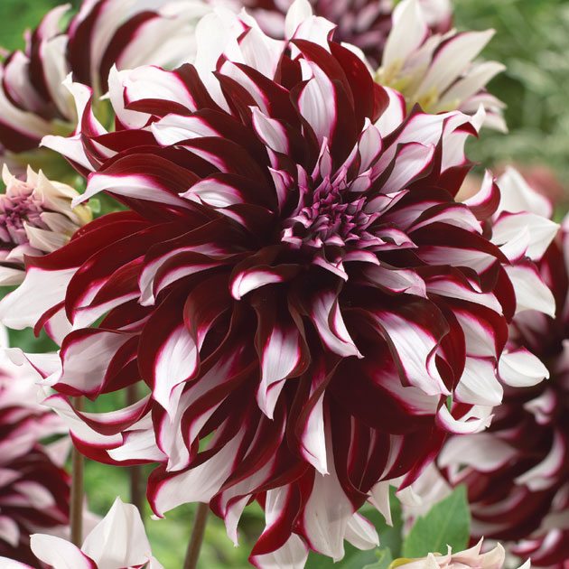 Dahlia sorter färger rödvita Tartan Giant