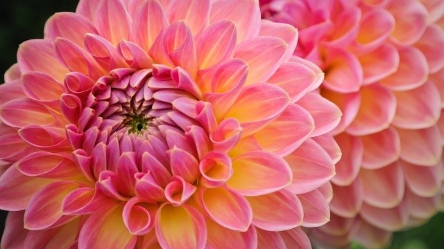dahlia tips växtvård övervintrar sommarblomstrare