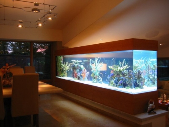 Ställ in ett akvarium hemma som dekoration i inredningen
