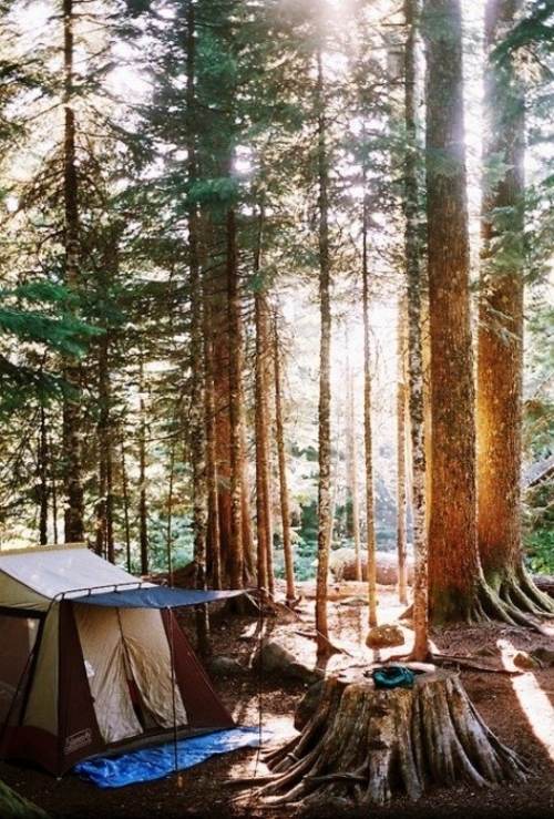 Tips för campingtältval camping i skogen