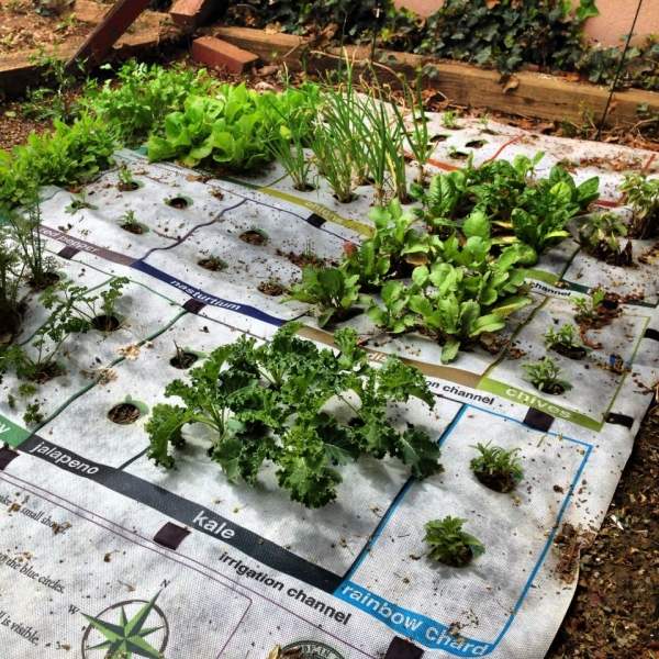 enskilda avdelningar nourishmat liten trädgård för hälsosam mat