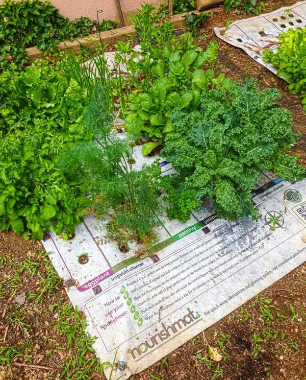sallad dill nourishmat mini trädgård för hälsosam kost