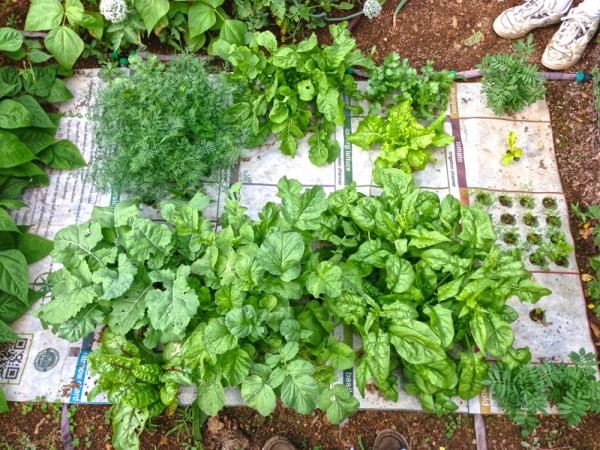 växter som växer nourishmat mini trädgård för hälsosam mat