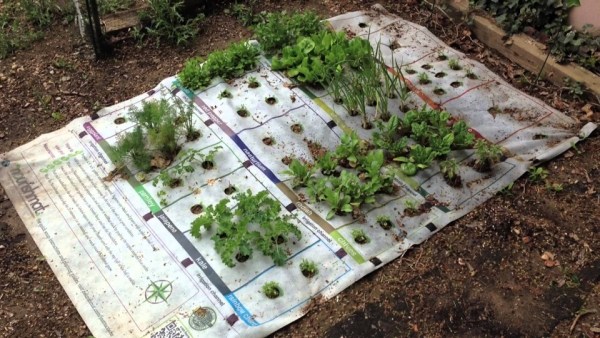liten design nourishmat liten trädgård för hälsosam mat