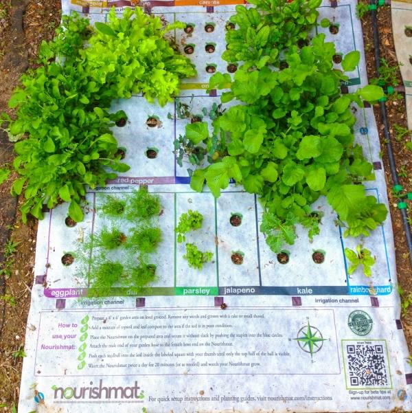 Växt växt nourishmat liten trädgård för hälsosam mat