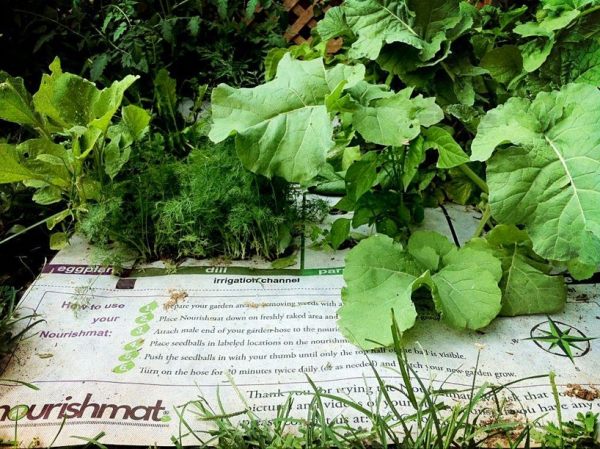Grönsaks trädgård skapa nourishmat liten trädgård för hälsosam mat