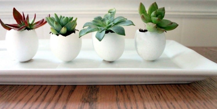 dekoration-succulenter-inuti-utsida-äggskal-vit-tallrik-liten-liten