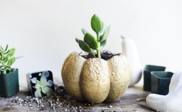deco-succulenter-inuti-utsida-pumpa-sand-jord-guldpläterad-växt