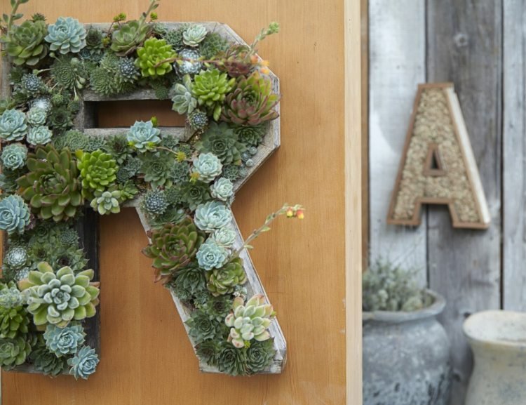 brevdekoration från succulenter ram vertikal trädgård utomhus