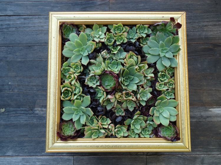 dekoration från succulenter bildram vertikal trädgårdsidé