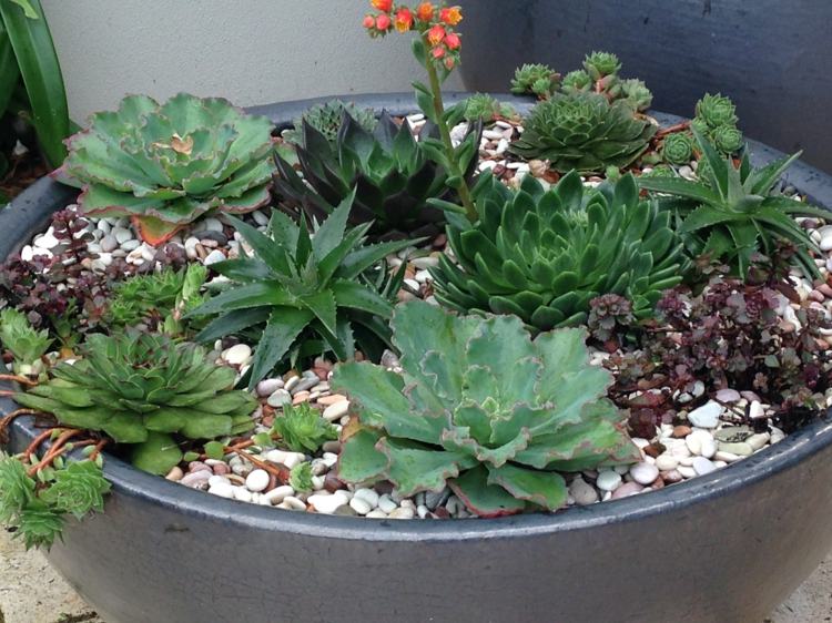mini rock trädgård design småsten succulenter balkong interiör