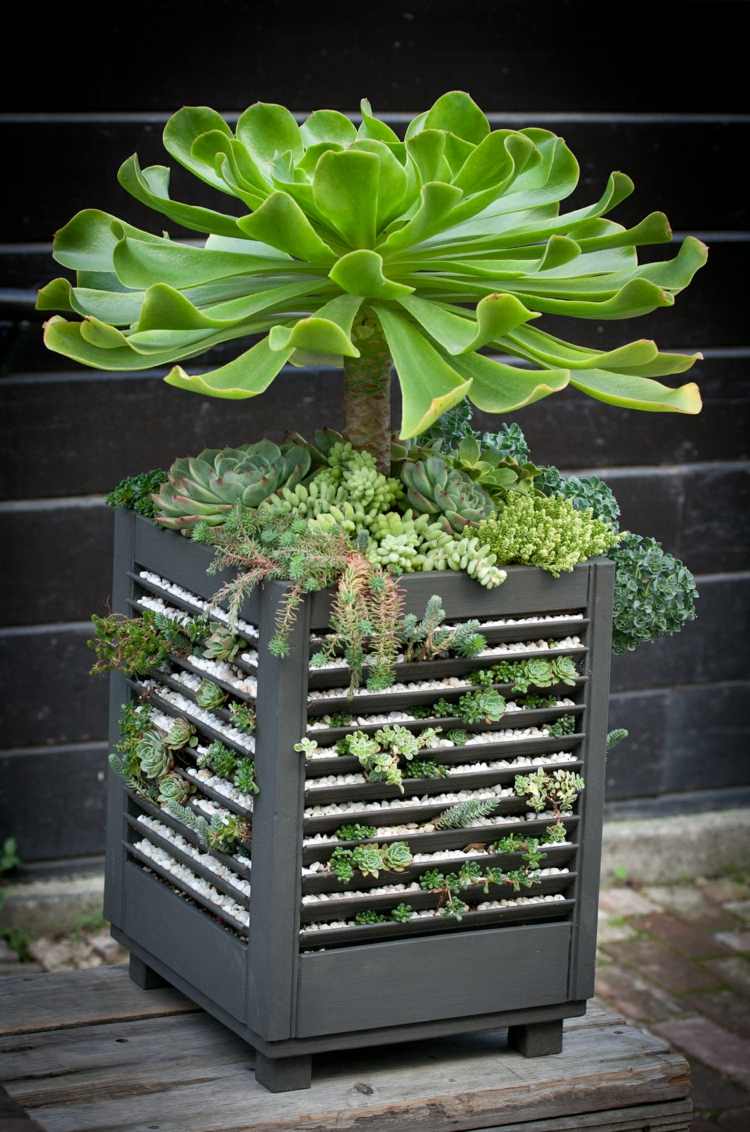 saftiga bonsai blomkruka kolumner växter terrass idé