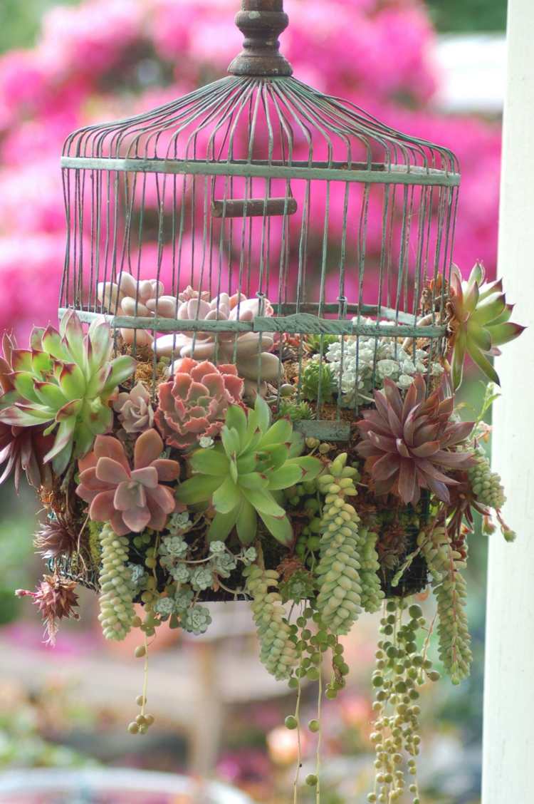 fågelbur vintage stil saftig blomkruka idé grön röd