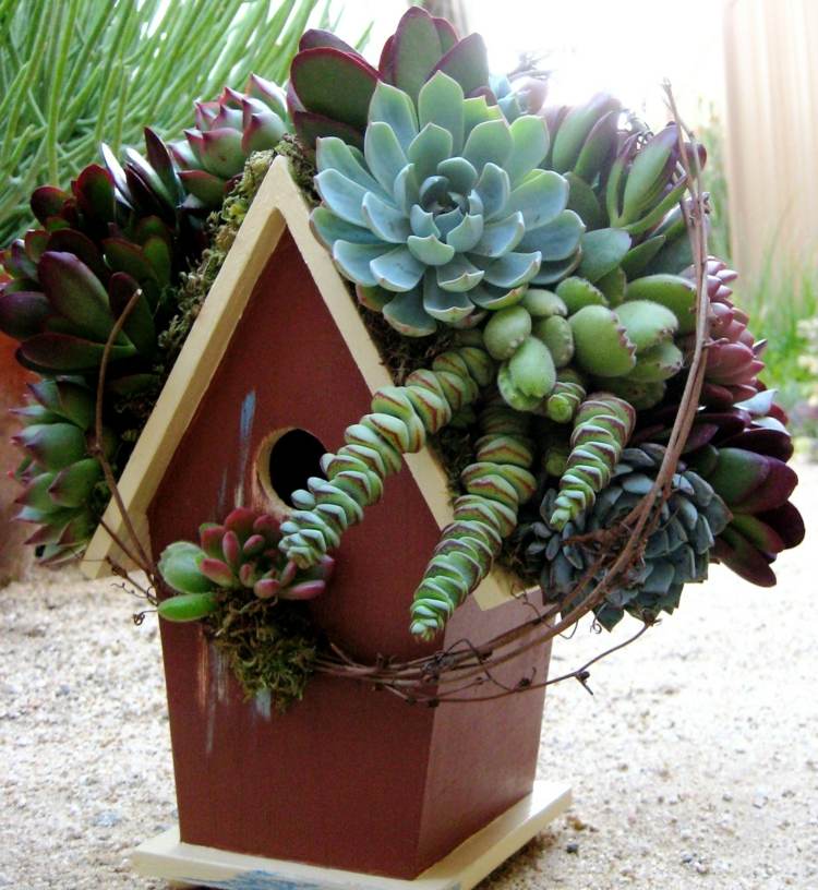 fågelhus tak succulenter dekoration idé trädgård natur