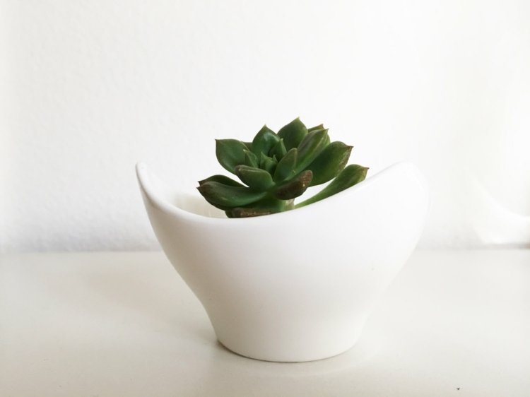 DIY idé behållare skål moderna vita saftiga växter