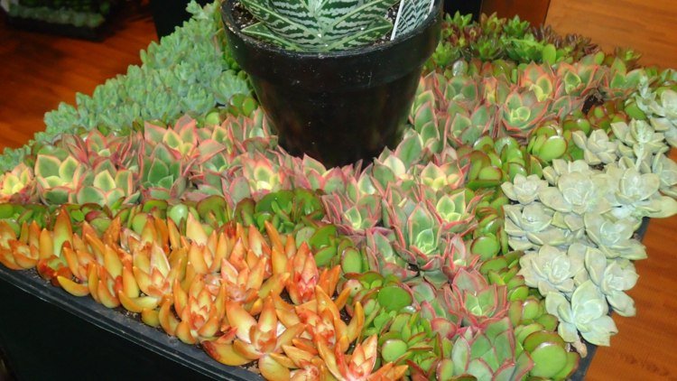 dekoration från succulenter färgglada mönster design planter