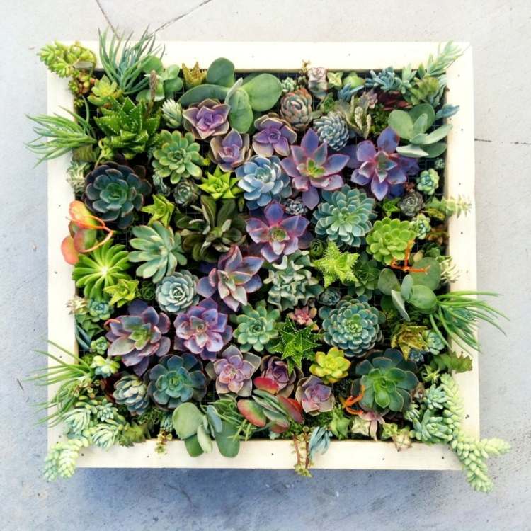 färgglada färger vertikal trädgårdsdekoration succulenter lila grön