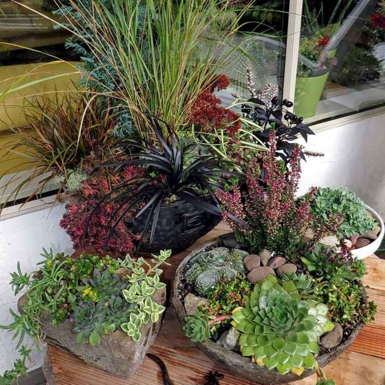 blomkruka idé sten skål bord trä dekoration från succulenter