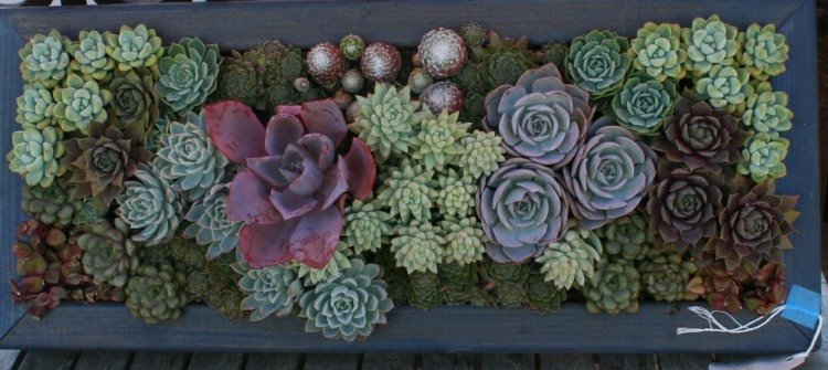 arrangemang idé succulenter typer blomma låda DIY dekoration
