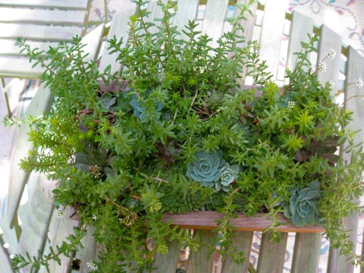 Frodig mini trädgård blomma låda saftiga växter