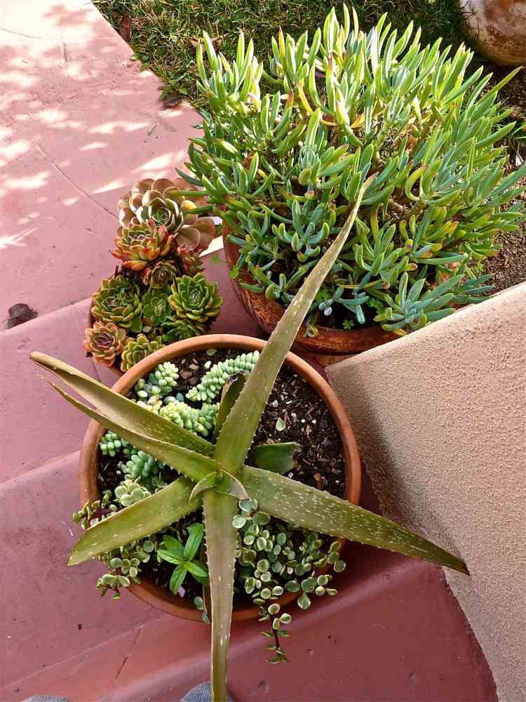 trappor dekorera succulenter aloe vera lerkruka medelhavs deco