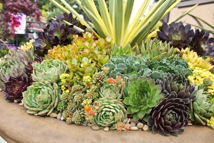 lerkruka växter succulenter arter stimulering graeser