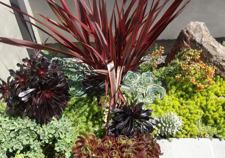 sten trädgård design succulenter växter exotiska öken utseende