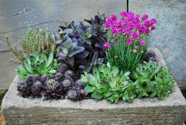 sten betong blomkruka form saftiga blommor ordna