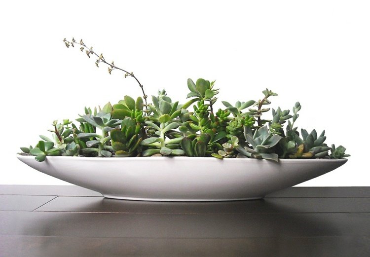 skål vit modern succulenter behållare idé bord