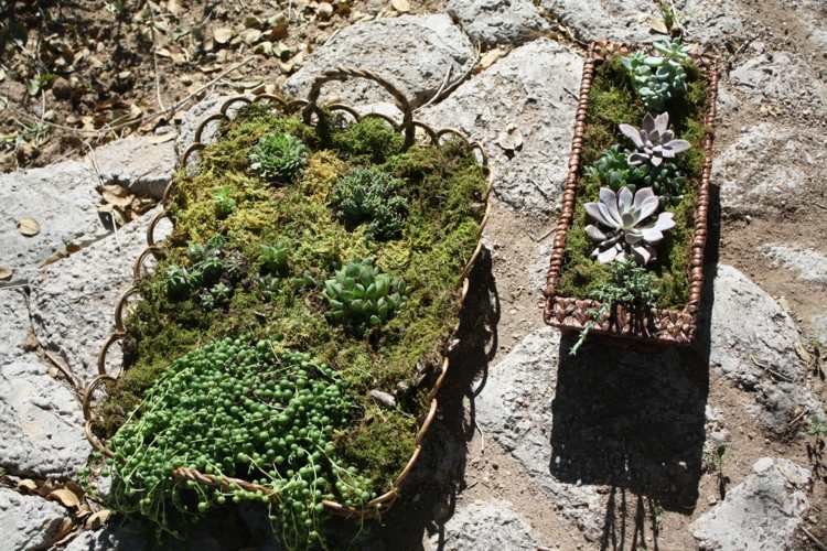 moss dekoration succulenter växter korg idé trädgård interiör
