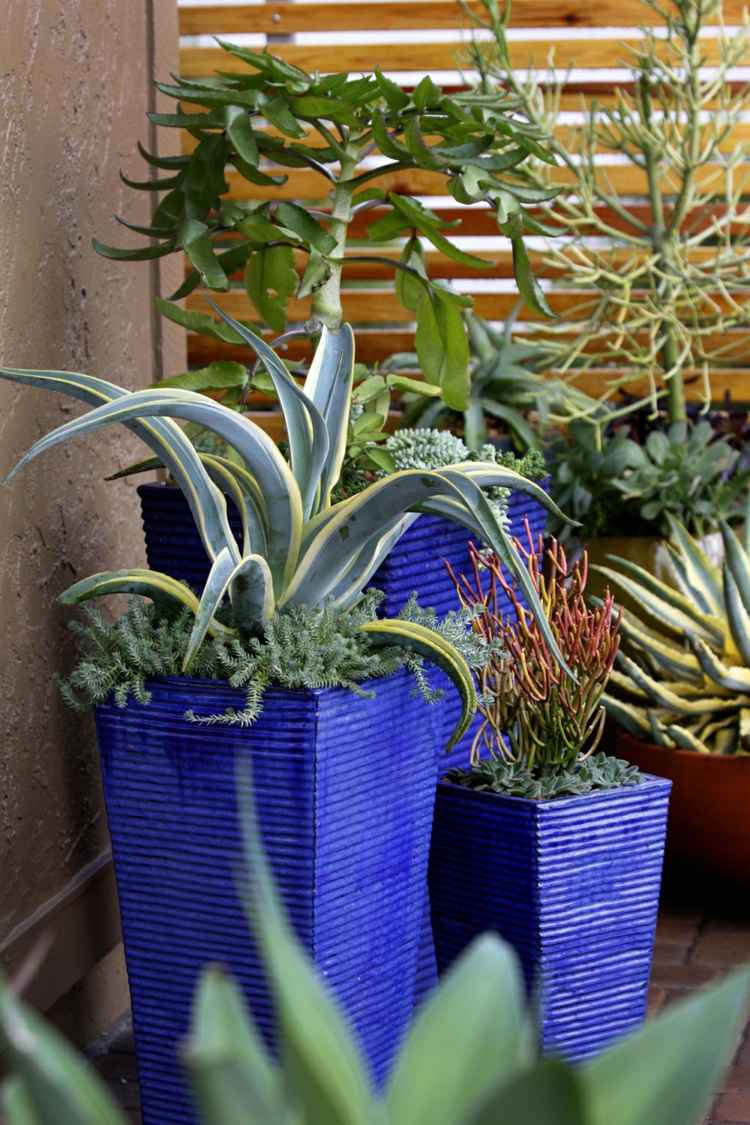 modern idé möblering utomhus interiör planter stora succulenter