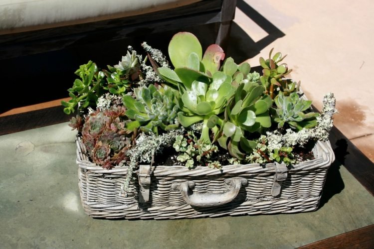 korg resväska design idé blomkruka shabby dekoration från succulenter