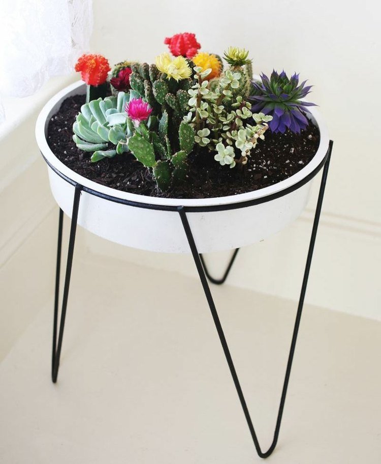 kaktusdekoration från succulenter i sängens inre jordblommor