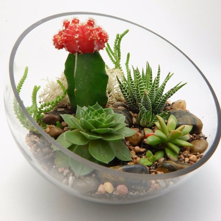 halvklot håriga succulenter dekoration småsten kaktus blommar rött