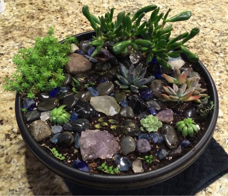 halvädelstenar glaspottform dekoration interiör succulenter