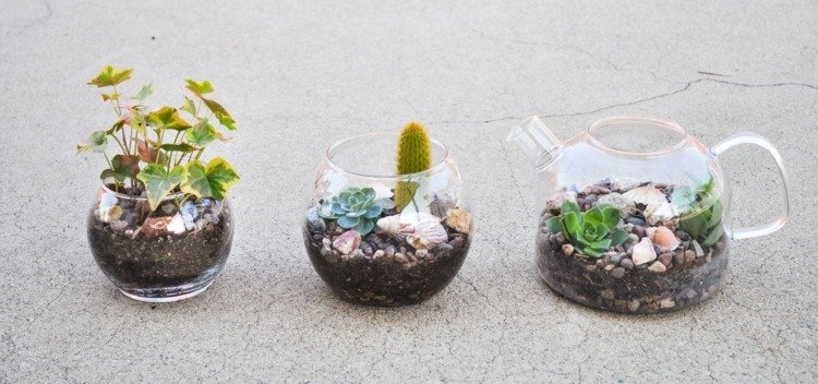 glasbehållare kanna succulenter dekoration vas jord