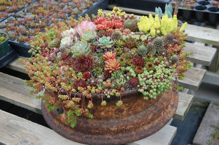 fälg rost ser saftiga blomkruka träskivor ut